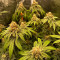 GG#4 Original Glue Seeds (Seedstockers) - Cannabis Strain Seeds for Sale