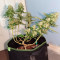 Blue Cheese Seeds (RQS) - Cannabis Strain Seeds for Sale