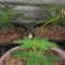 Semi di cannabis fem Gelato Auto in vendita