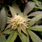 Mimosa EVO Seeds (Barney’s Farm) - Cannabis Strain Seeds for Sale