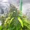 3 Bears OG Auto Seeds