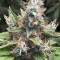Acapulco Gold Seeds
