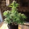 Amnesia Haze Auto Feminized Seeds (Barney's Farm)