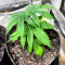Banana Sherbet Seeds (Original Sensible Seeds)