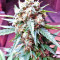Bubba Delight Regular seeds