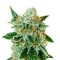 Bubblegum Auto Seeds