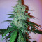 Early Skunk (Early Pearl x Skunk) Regular (Mr. Nice Seedbank)