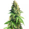 Fuel OG regular (Ripper Seeds)