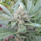 Gorilla Girl (Sweet Seeds)