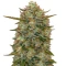 Highcloudz Auto Seeds