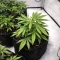 Graines de cannabis Mandarin Cookies (00 Seeds)