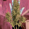 Graines de cannabis Monkey GG#4 Original Glue (Growers Choice)