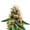 Mouth Wash Seeds (Humboldt Seeds Organization)