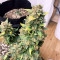 Original Auto Sour Diesel (Fast Buds)