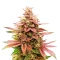 Semillas Feminizadas Pink Banana Runtz (Dutch Passion)