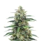 Sour Diesel Auto Seeds