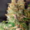 Amnesia Haze Autoflower (Herbies Seeds)