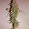 Gorilla Glue #4 Autoflower (Herbies Seeds)