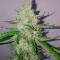 Grandaddy Purple Autoflower (Herbies Seeds)