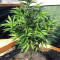 501st OG regular seeds