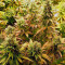 Blueberry cannabis strain