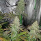Acid Dough (Ripper Seeds)