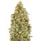 Auto Kaya 47 feminized seeds