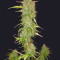 Graines de cannabis Auto Chemdog (Auto Seeds)