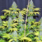Blueberry Gum cannabis strain