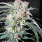 Congo x Kali China Seeds