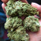 Crazy Mouse Cheese Seeds