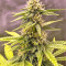 Dark Ghost Train (Rare Dankness Seeds)