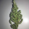 Dr. Grinspoon (Barney's Farm)