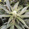 King's Banner Seeds