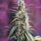 Lavender regular (Soma Seeds)