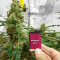 Lavender regular (Soma Seeds)