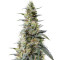Lavender regular (Soma Seeds)