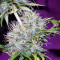 Nepal Jam feminized seeds