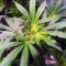 OG Kush CBD (Dinafem Seeds)
