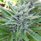 Ruderalis Skunk regular (Sensi Seeds)