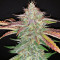 Strawberry Nuggets Auto Seeds