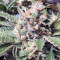 Strawberry Nuggets Auto Seeds