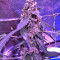 Super Auto Lemon Haze (Original Sensible Seeds)