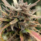 Graines de cannabis Titan's Haze regular (Flying Dutchmen)