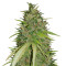 Ultra Lemon Haze Auto (Auto Seeds)