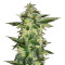 Wedding Gelato feminized seeds