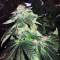 Graines de cannabis White Widow (G13 Labs)