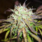 Auto Gelato (Female Seeds)