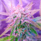 Semi femminizzati di Berry Bomb Auto