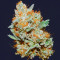 Chempie Seeds